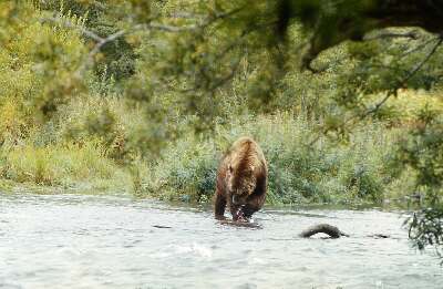 Медведь на р.Шумной ловит горбушу